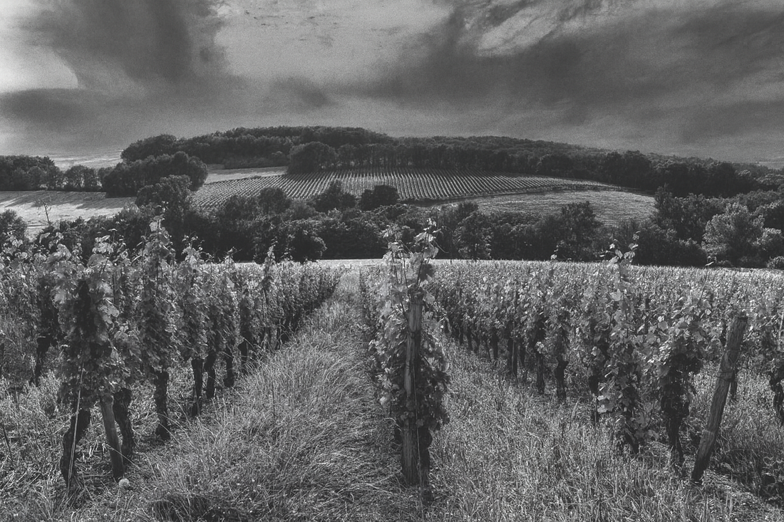 Cosa sono davvero i vini naturali