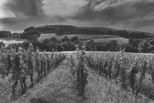 Cosa sono davvero i vini naturali